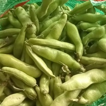 精品蚕豆口感清香嫩粉产地直供量大优惠可视频看货