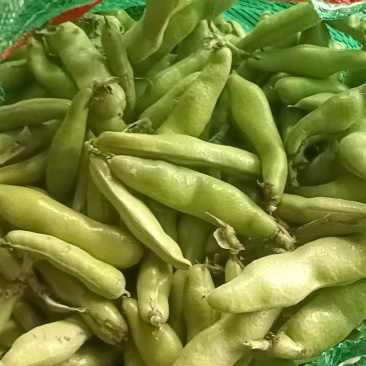 精品蚕豆口感清香嫩粉产地直供量大优惠可视频看货