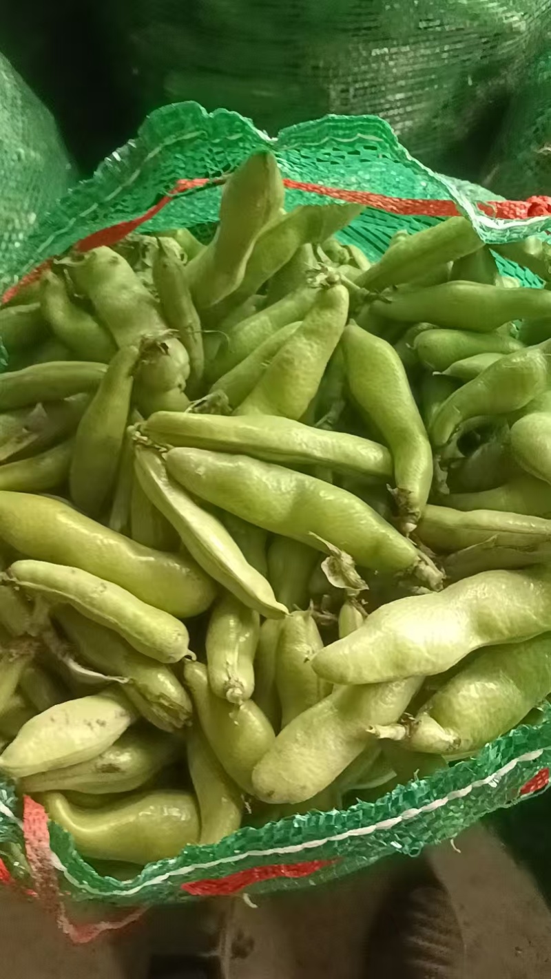 精品蚕豆口感清香嫩粉产地直供量大优惠可视频看货