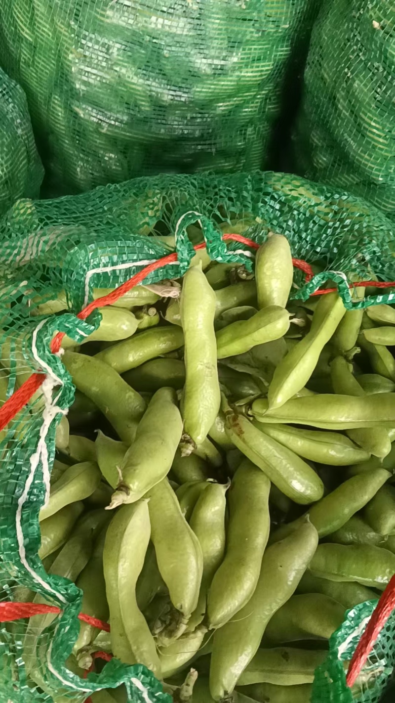 精品蚕豆口感清香嫩粉产地直供量大优惠可视频看货
