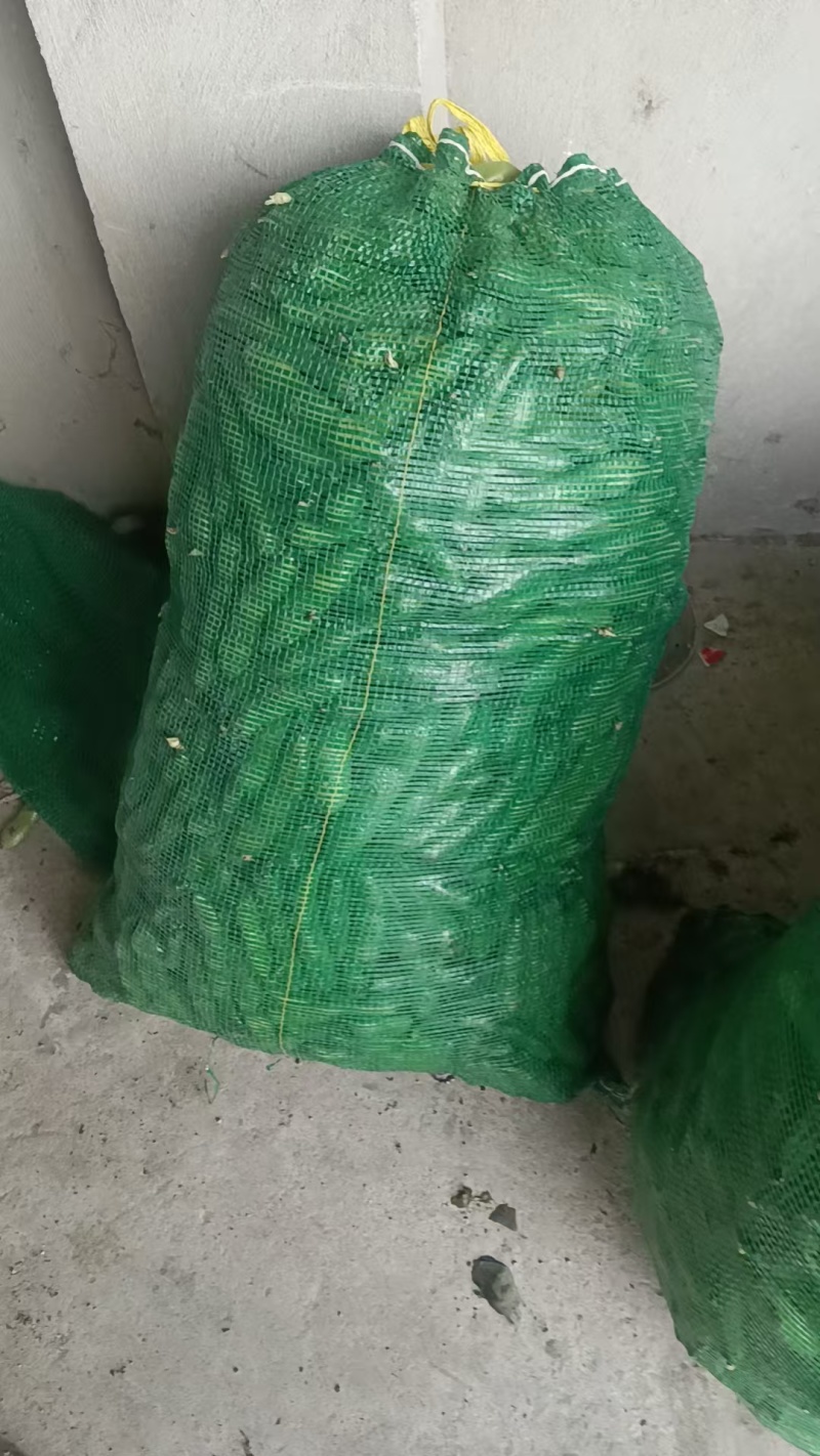 精品蚕豆口感清香嫩粉产地直供量大优惠可视频看货