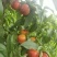 陕西中油18油桃果形圆润货量大全国接单耐运输承接电商商超