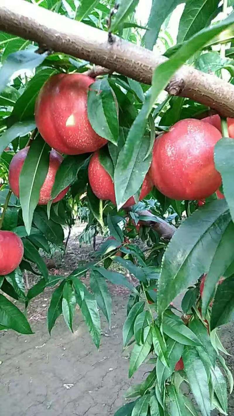 大荔中油20.油桃自家果园一手货甜度高硬度高耐运输储存