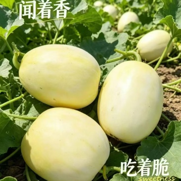 甜瓜星甜甜瓜，甘肃甜瓜，现货供应，一件代发包邮，代发全国