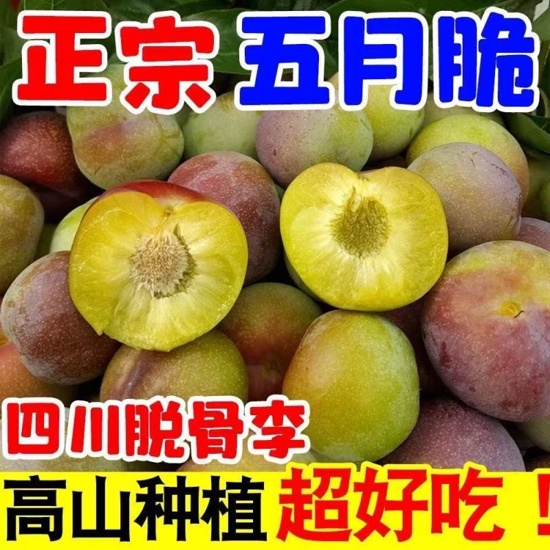 【一件可发】精品李子五月脆李子几十万斤可对接全国电商等