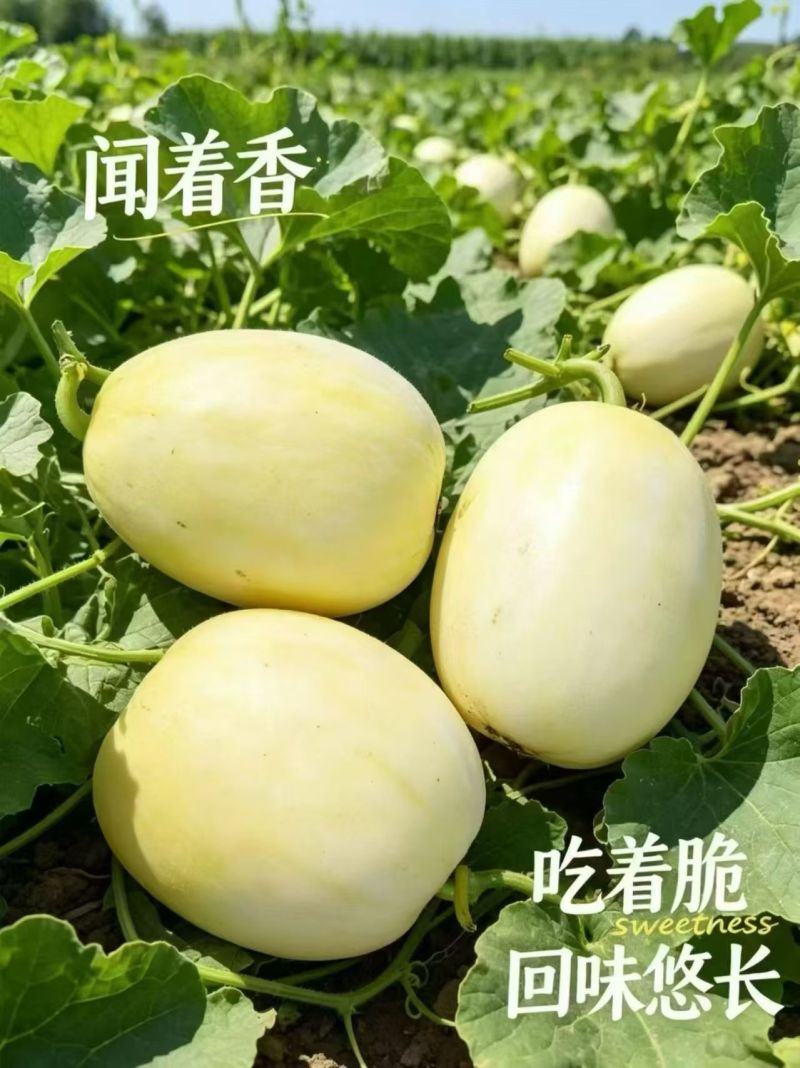 甜瓜星甜甜瓜，甘肃甜瓜，现货供应，一件代发包邮，代发全国