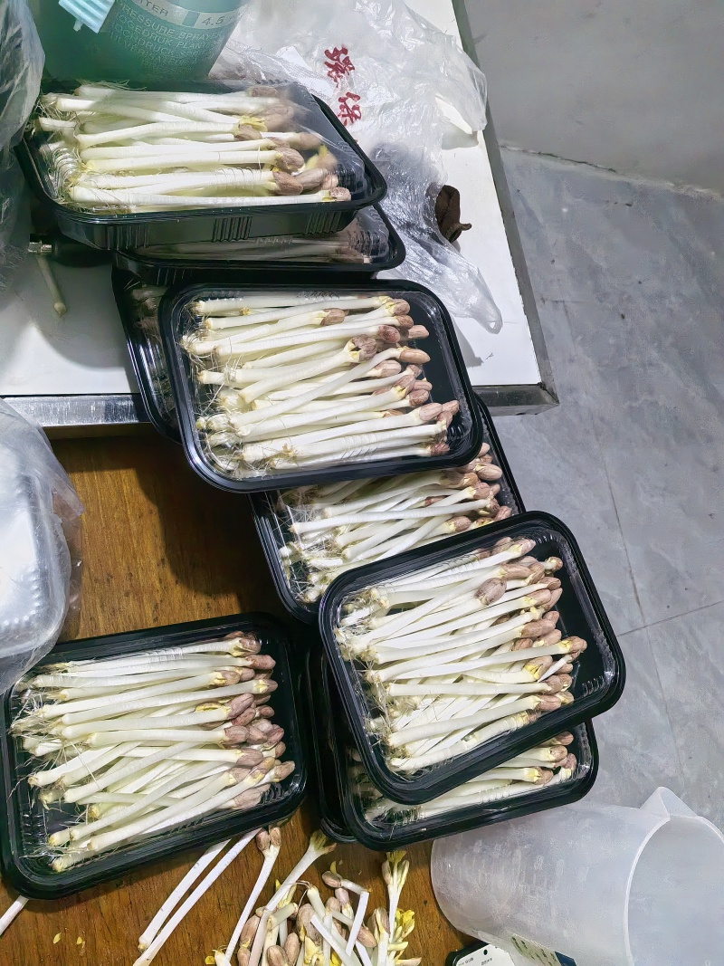 【精选】花生芽花生芽种植基地直供对接批发量大从优