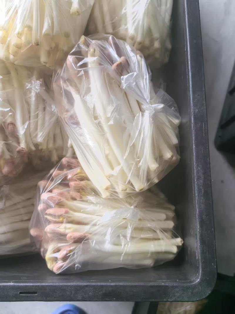 【精选】花生芽花生芽种植基地直供对接批发量大从优