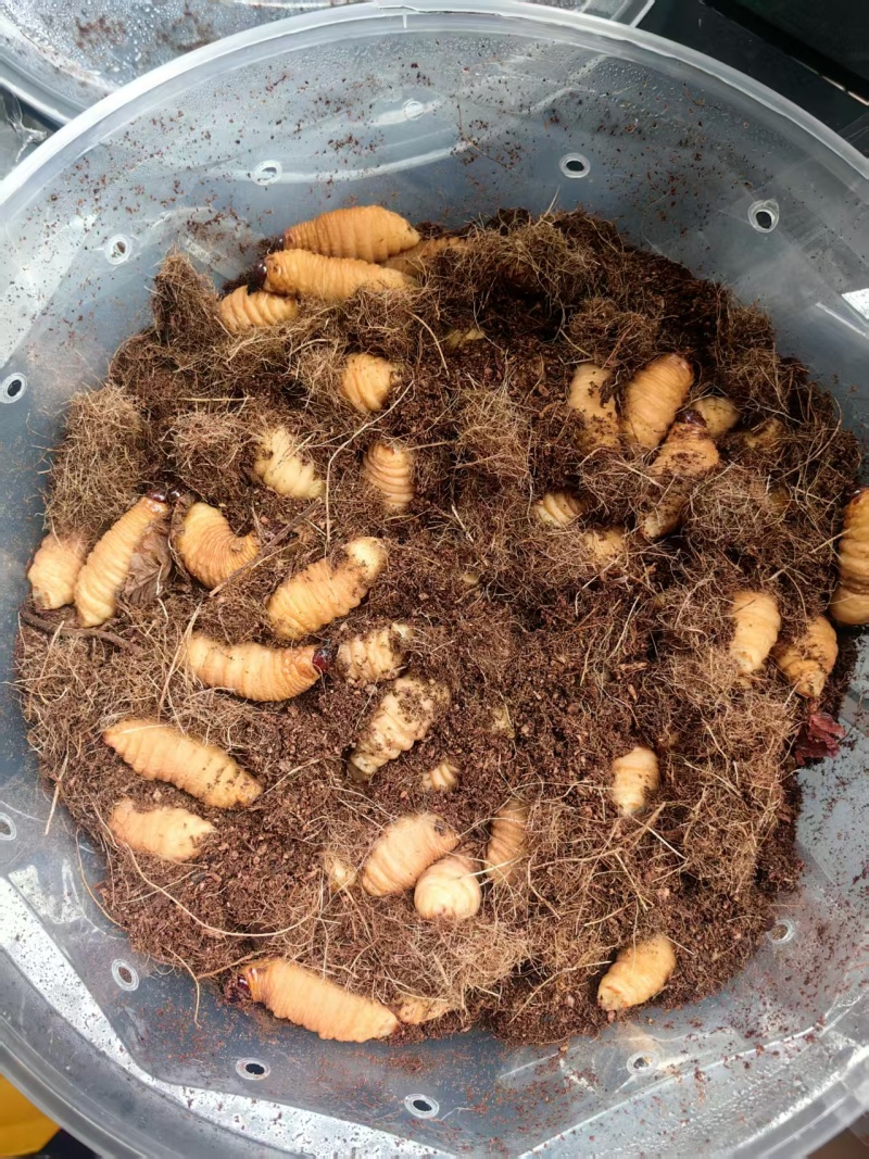 竹虫（活虫冻品均有）品质保证对接市场商超电商来电洽谈