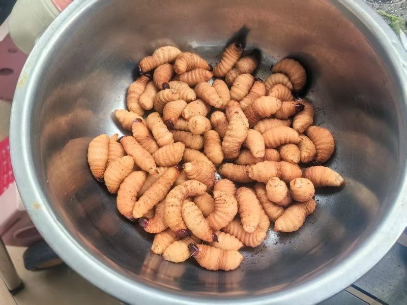 竹虫（活虫冻品均有）品质保证对接市场商超电商来电洽谈