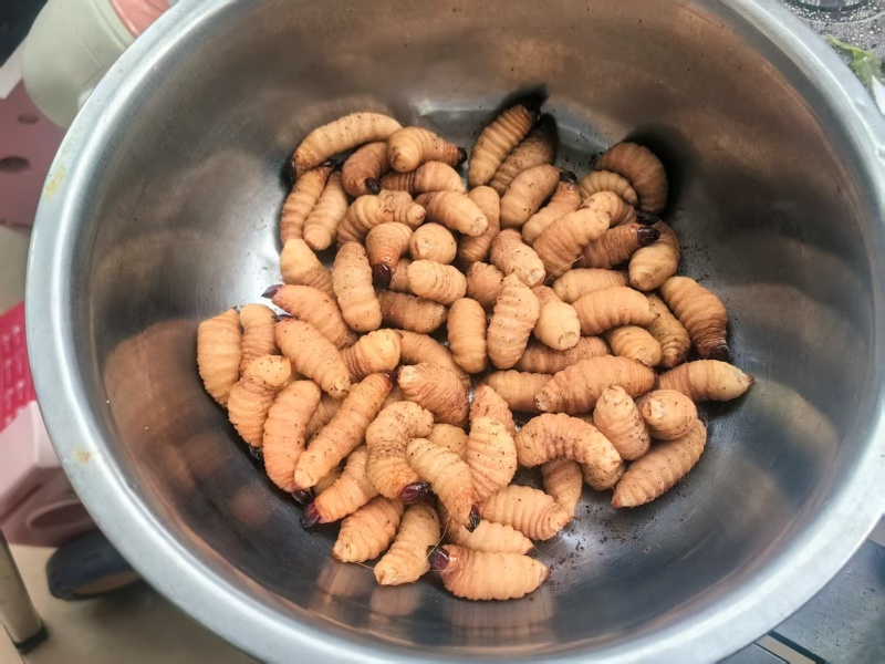 竹虫（活虫冻品均有）品质保证对接市场商超电商来电洽谈