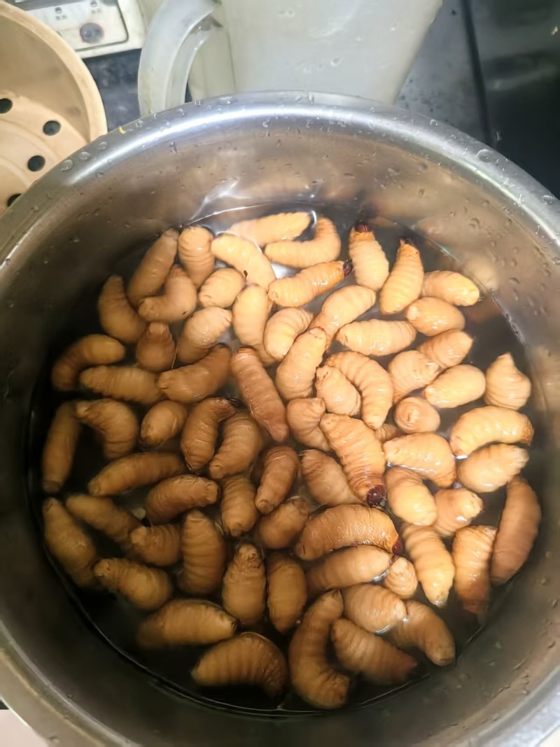 竹虫（活虫冻品均有）品质保证对接市场商超电商来电洽谈