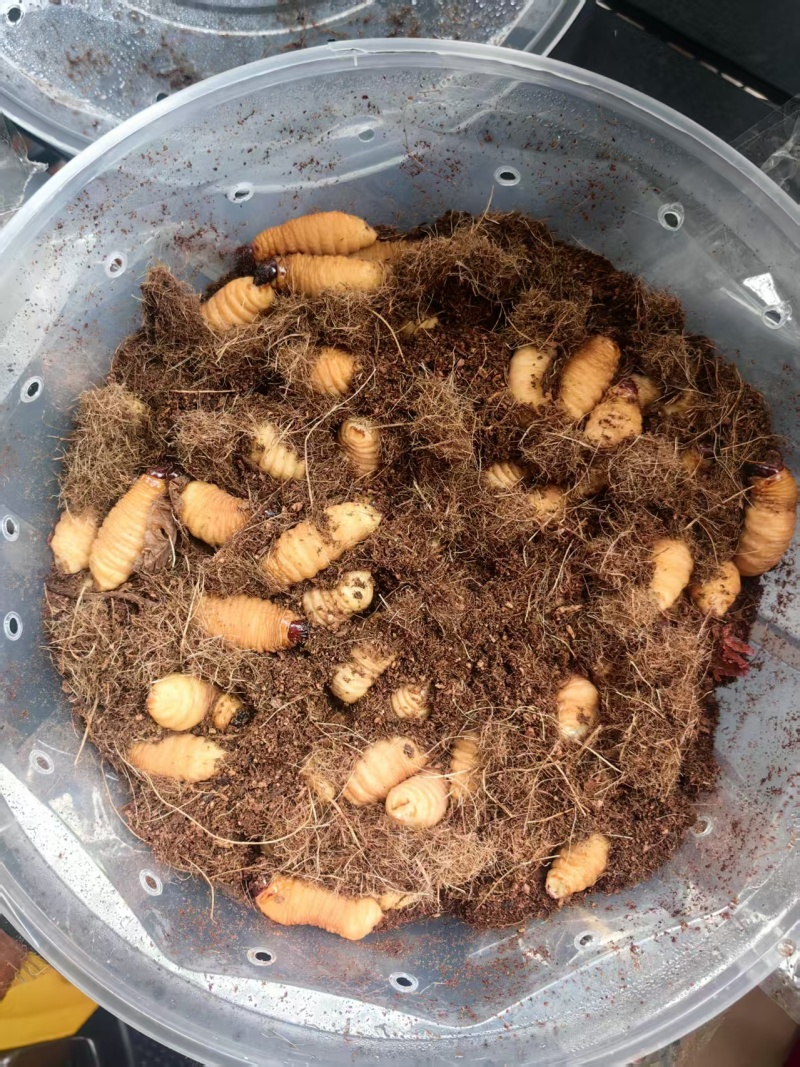 竹虫（活虫冻品均有）品质保证对接市场商超电商来电洽谈