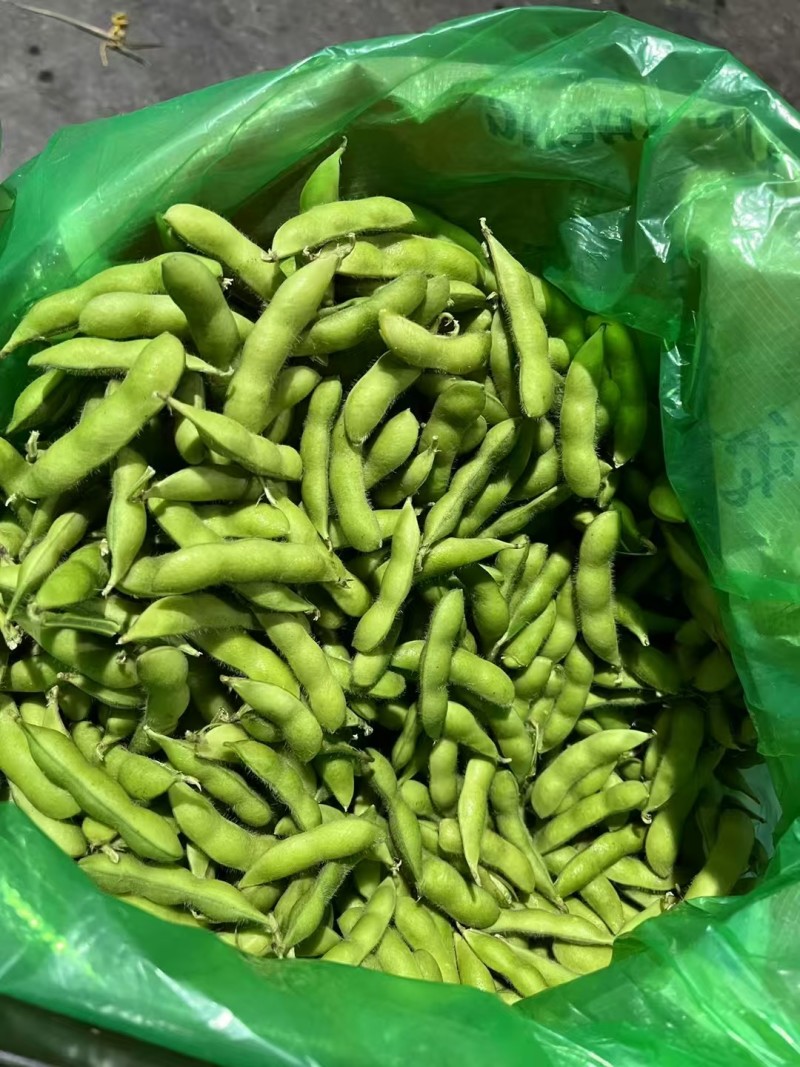 临沂毛豆现货先发颗粒饱满鲜嫩翠绿承接餐饮加工电商社区团购