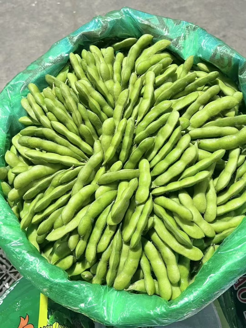 临沂毛豆现货先发颗粒饱满鲜嫩翠绿承接餐饮加工电商社区团购
