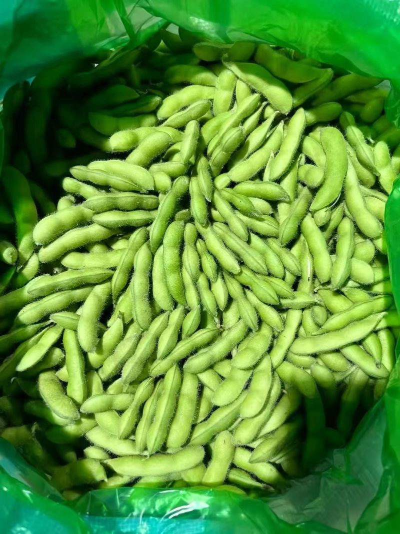 临沂毛豆现货先发颗粒饱满鲜嫩翠绿承接餐饮加工电商社区团购