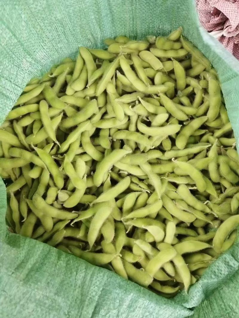 山东毛豆自家货源一手价格现场看货满意再装提供各种包装按需分拣