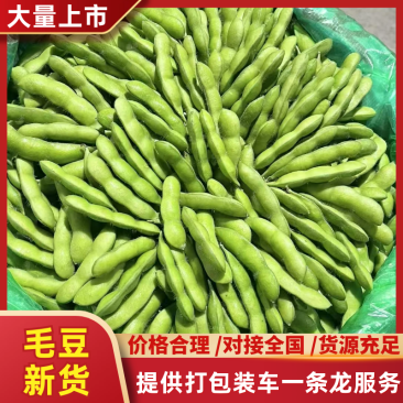 山东毛豆自家货源一手价格现场看货满意再装提供各种包装按需分拣