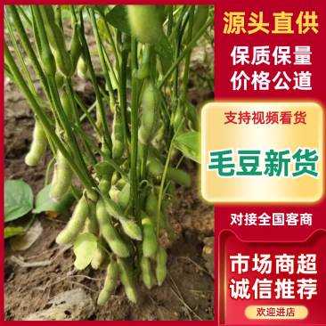 临沂毛豆现货先发颗粒饱满鲜嫩翠绿承接餐饮加工电商社区团购