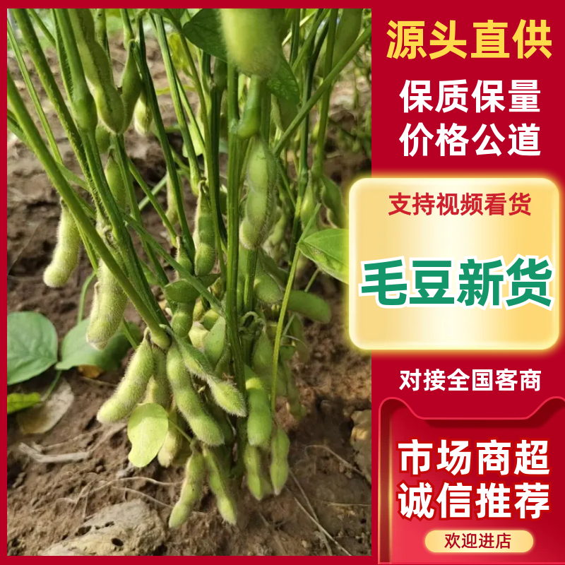 临沂毛豆现货先发颗粒饱满鲜嫩翠绿承接餐饮加工电商社区团购