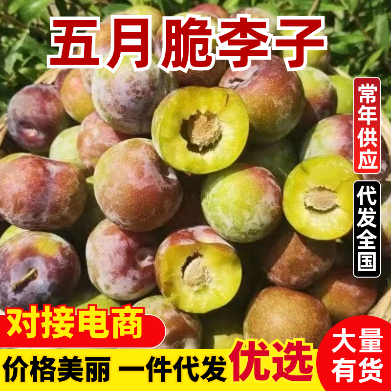 【一件可发】精品李子五月脆李子几十万斤可对接全国电商等