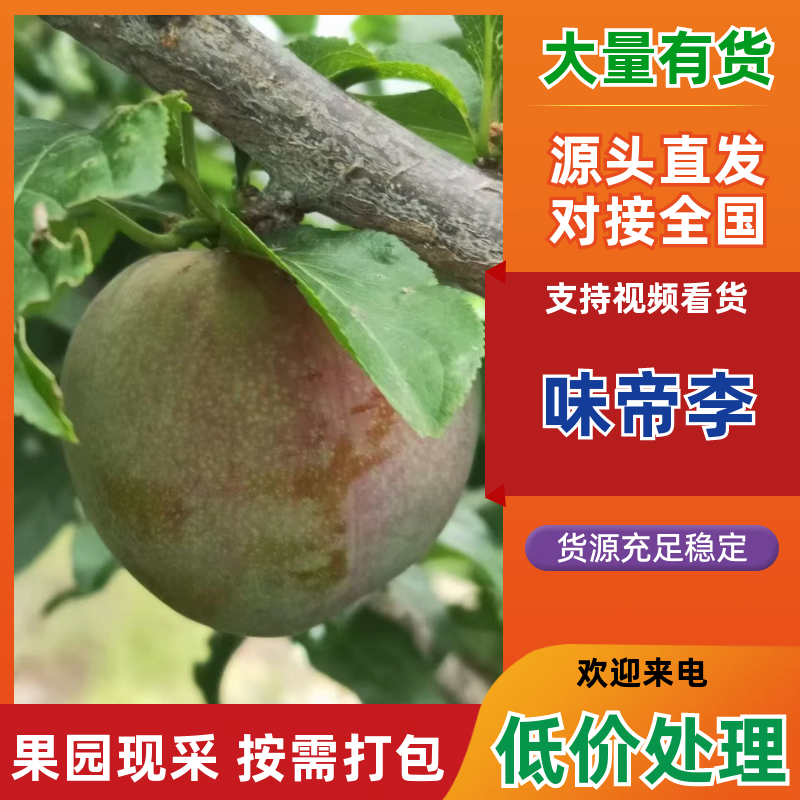 四川李子《味帝李》一手货源，现摘现发，货源充足，代发全国