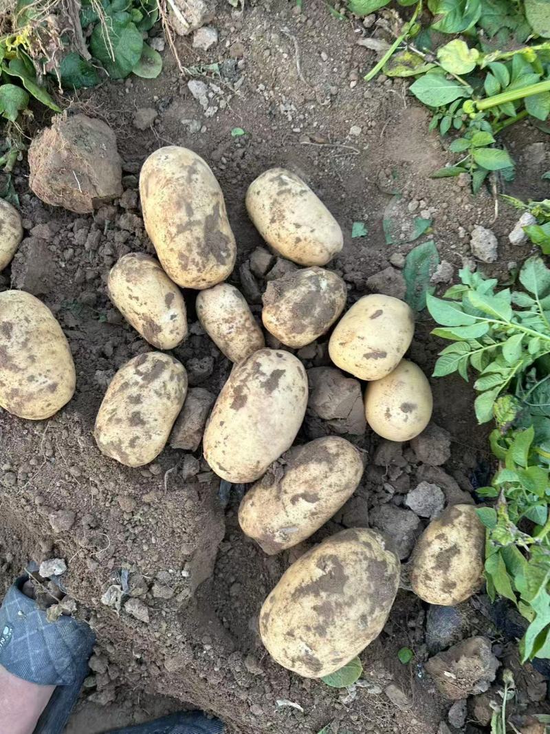河南沃土土豆大小规格齐全无擦伤机械伤无青头承接电商商超