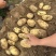 河南沃土土豆大小规格齐全无擦伤机械伤无青头承接电商商超