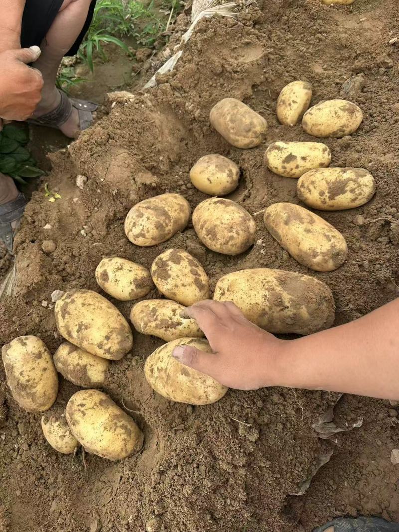 河南沃土土豆大小规格齐全无擦伤机械伤无青头承接电商商超