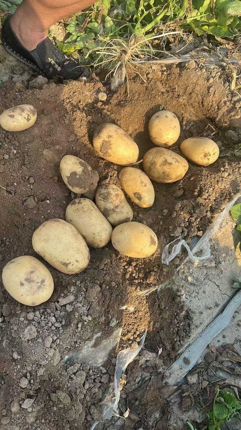 河南沃土土豆大小规格齐全无擦伤机械伤无青头承接电商商超