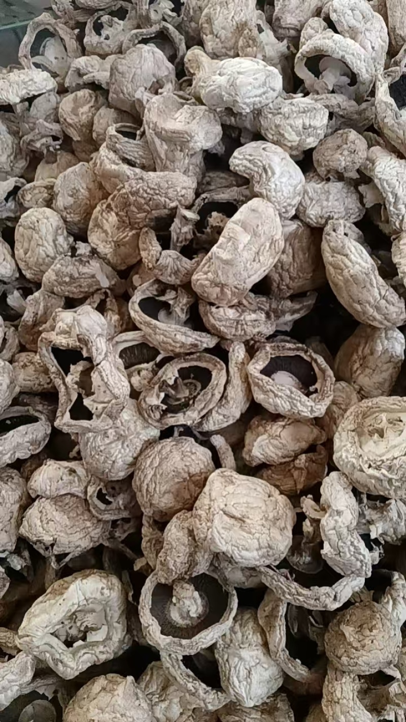 干双孢菇口蘑口蘑白色3-5公分大量供应可视频看货