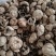 干双孢菇口蘑口蘑白色3-5公分大量供应可视频看货