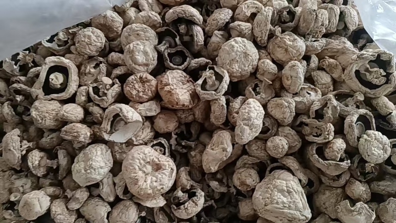 干双孢菇口蘑口蘑白色3-5公分大量供应可视频看货