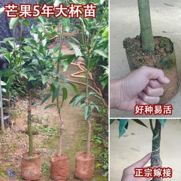 芒果果苗