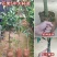 芒果果苗