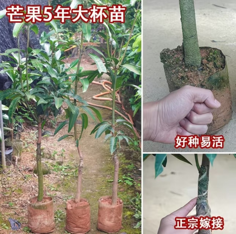 芒果果苗