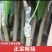 芒果果苗