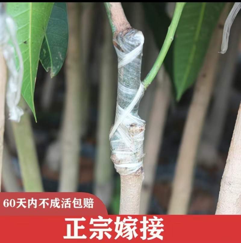 芒果果苗