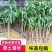 芒果果苗