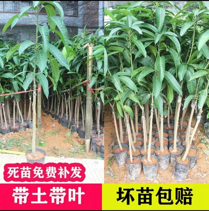 芒果果苗