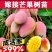 芒果果苗
