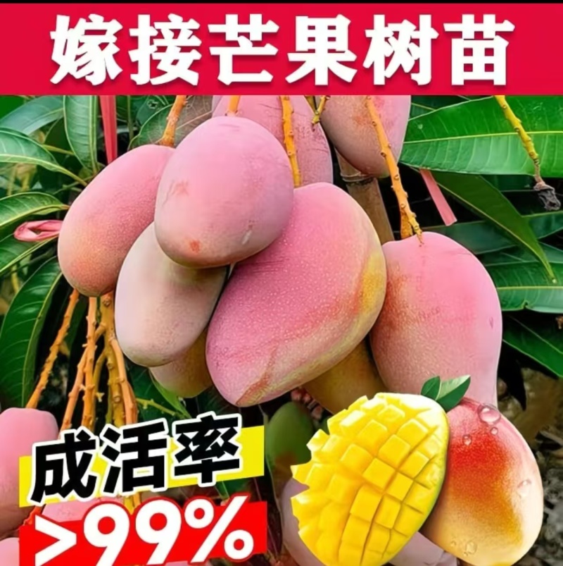 芒果果苗