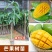 芒果果苗