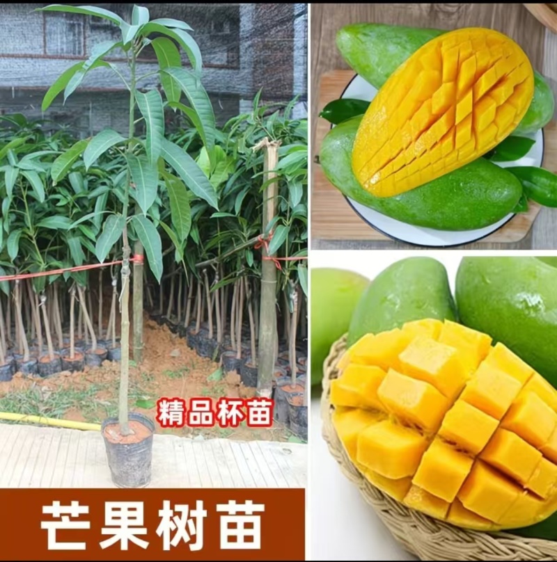 芒果果苗