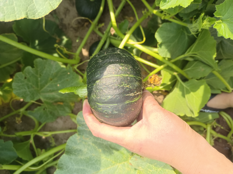 【精品】贝贝南瓜山西吕梁文水县大量上市\全国供应