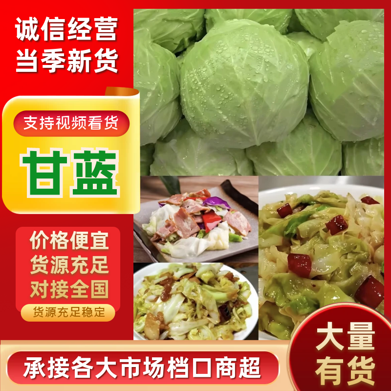 精品甘蓝货源充足对接全国量大从优质量保证欢迎咨询