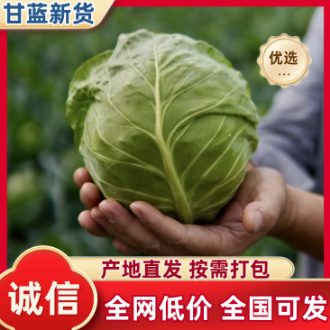 甘蓝精品甘蓝产地直发量大从优可对接全国电商市场商超