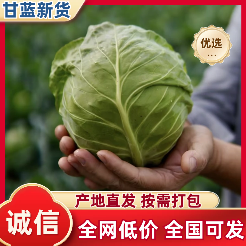 甘蓝精品甘蓝产地直发量大从优可对接全国电商市场商超
