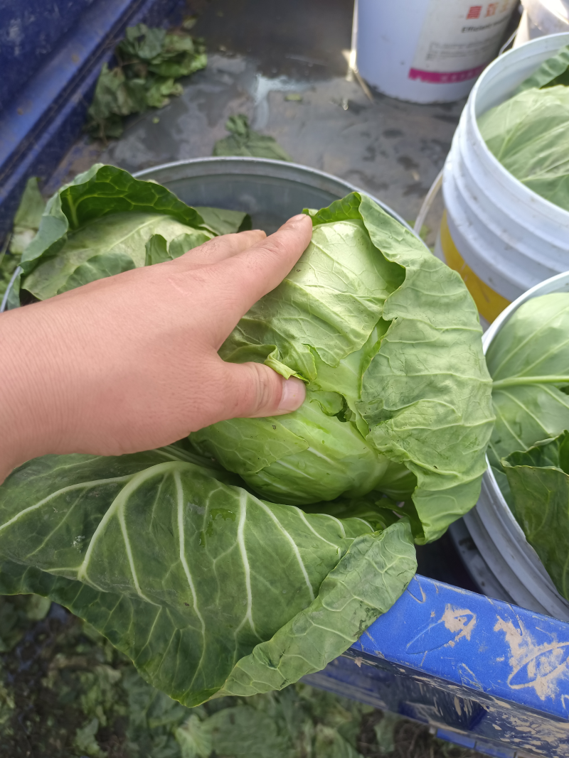 【热门】山西文水县甘蓝产地直发大量上市量大优惠圆包菜