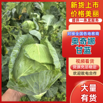湖北京丰1号甘蓝基地直发对接商超团购电商一条龙